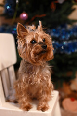 Yorkshire terrier near the new year tree. Dog portrait.