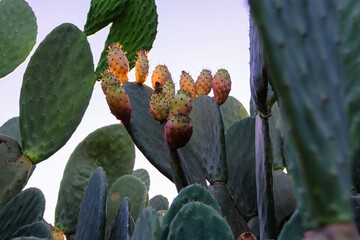 cactus