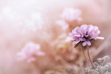 Kwiat fioletowej pelargonii na rozmytym tle. Piękne pastelowe płatki kwiatu (Pellargonium)	