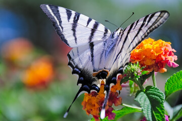 Scarce swallowtail