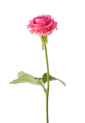 Pink Rose isolated on white background.