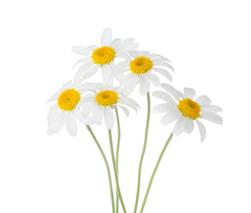 Five flowers of Chamomile isolated on a white background. Selective focus