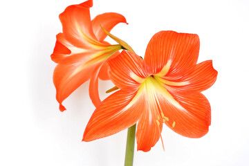 orange amarilis flower isolated on white background, macro 