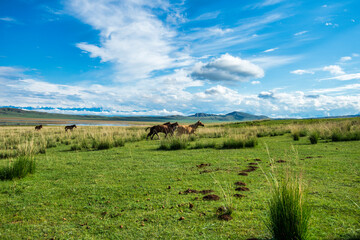 landscape with horses