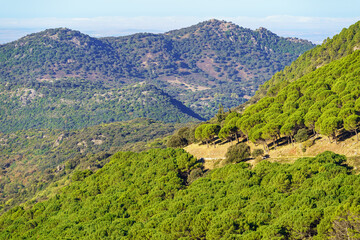 Mountain range of the Sierra de Grazalema, Mediterranean forest of the Iberian peninsula.