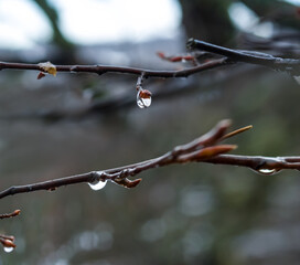 closeup tree branch in water drop, natural forest background