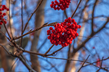 Red clusters of mountain ash on a branch in late autumn. Red rowan berries against a blue sky. Latin name Sorbus aucuparia L.