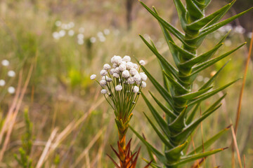 flowers in the grass