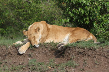 Naklejka na ściany i meble Lioness soundly sleeping on a small muddy hill, bushes in background