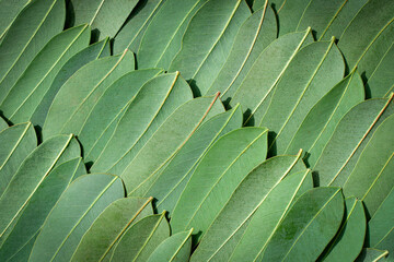 Eucalyptus leaves background. Fresh green eucalyptus tree leaves are laid out in a pattern on the surface. Cosmetics, beauty oil, aroma, natural ingredients and raw materials concept.