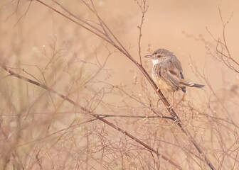 A Prinia resting on a plant