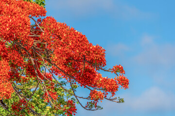 Delonix regia against sky