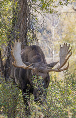 Bull Moose in Wyoming in Autumn
