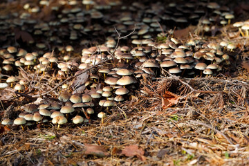 Wild mushrooms among the dry pine needles