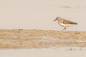 A Little Stint walking near a lake