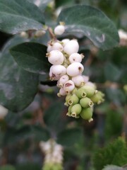 Symphoricarpos