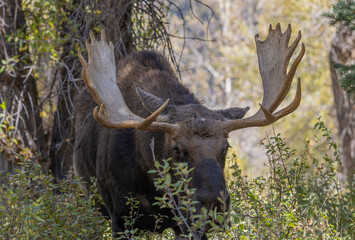 Bull Moose in Wyoming in Autumn
