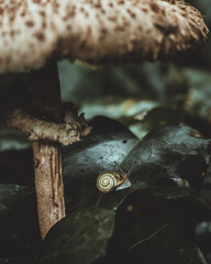 Tiny Snail Under a Mushroom
