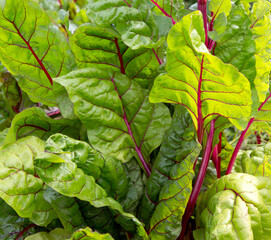 Beetroot leaves. Green background,