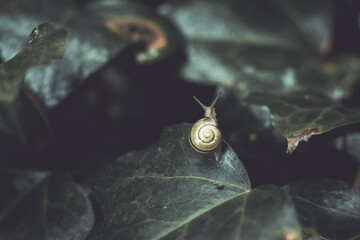 Tiny snail on some dark green ivy