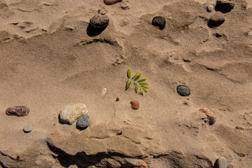 Sandy sea beach with small seashells