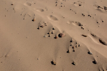 Sandy sea beach with small seashells