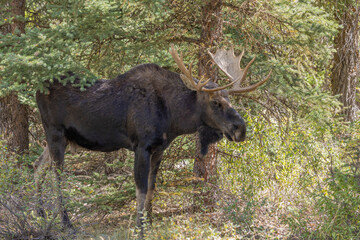 Naklejka na ściany i meble Bull Moose in Wyoming in Autumn