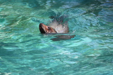 A sea lion swims and looks out of the water.