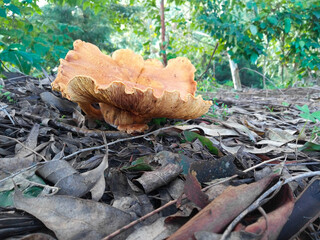 
Laughing Gymnopilus Junonius Mushroom