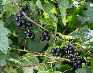 Branch of black currant.