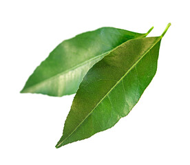 Two leaves of lemon isolated on white background