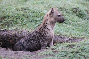 Shy hyena cub looking cautiously out of a mud den