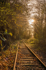 Fototapeta premium Lovely winter sunshine in woods in Anglesey 