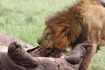 Naklejka premium Adult lion with black mane feeeding on hippo carcass
