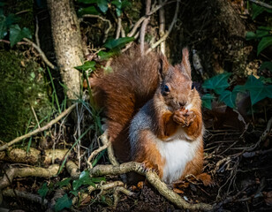 Red Squirrels on the Isle of Anglesey North Wales 