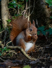 Naklejka na ściany i meble Red Squirrels on the Isle of Anglesey North Wales 