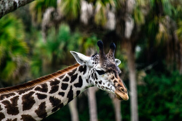 portrait of a giraffe