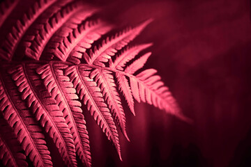 Beautiful fern leaves red foliage natural floral fern background. red creative and moody color of the picture. Demonstrating Viva Magenta - trendy color of the year 2023