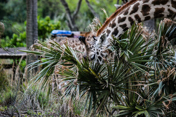 Fototapeta na wymiar Giraffe in the grass