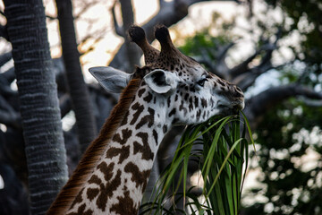 close up of a giraffe