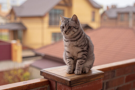 Portrait of grey tabby cat on the balcony fence