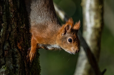 Naklejka na ściany i meble Red Squirrels on the Isle of Anglesey North Wales 