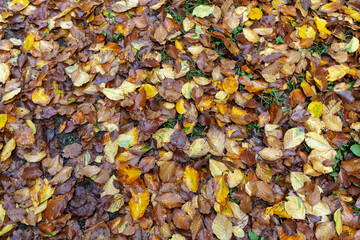 Colorful leaves fallen from the tree