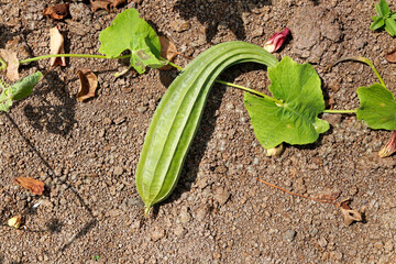 Angled luffa (Ribbed Gourd) fruits on plant.or Farm fresh ridge gourd (angled luffa fruit). Close up of Sponge gourd. Sponge gourd against green leaves. Luffa aegyptiaca sponge gourd Egyptian cucumber