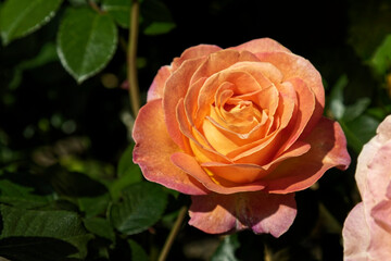Beautiful rose flower