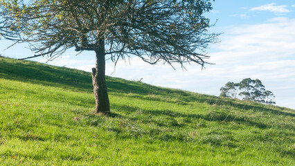 Arbol en ladera de monte
