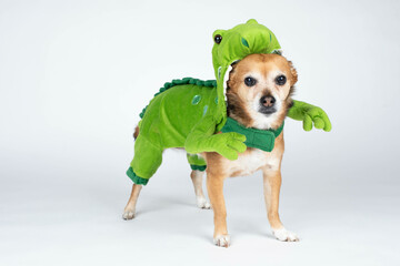 Cute, small dog in a dinosaur costume on white background