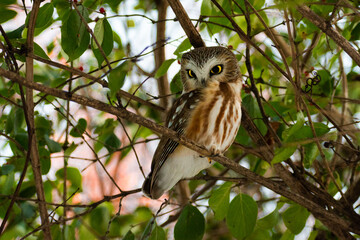 Northern saw-whet owl (Aegolius acadicus) sitting on honeysuckle branch.