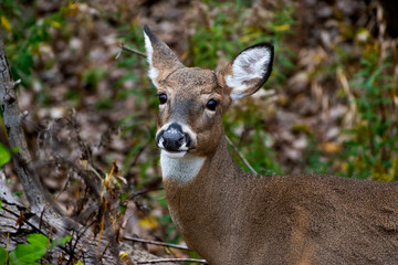 Close-up of white-tailed deer (Odocoileus virginianus) looking into camera.