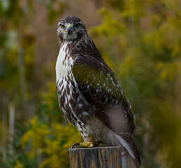 Red-tailed hawk (Buteo jamaicensis) on trail post looking into camera.